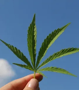 A hand holding a cannabis leaf against a blue sky